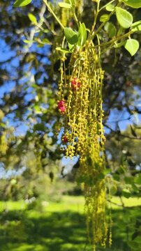 flores de encina (Quercus ilex) conocidas como candelas en un bosque mediterr&aacute;neo durante la primavera