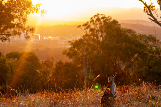Juvenile Eastern Grey Kangaroo at Sunset with Canberra Cityscape, Australia
