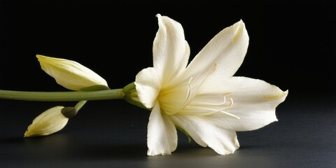 Fototapeta premium White flower blooms, delicate petals visible against dark background. Simple elegance, natural beauty captured in studio lighting.