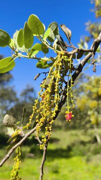 Flor de encina en movimiento por el aire 