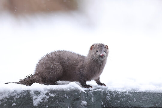 Wizon amerykański (Neogale vison), norka amerykańska