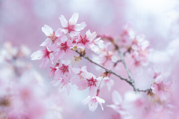 Fototapeta premium Blooming Cherry Blossoms on Branch in Spring