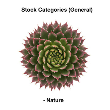 Closeup of a vibrant succulent plant with intricate geometric patterns.