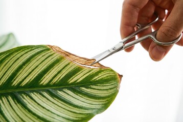 Naklejka premium Person using metal scissors to carefully trim the dried brown edge off a striped houseplant leaf