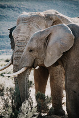 Fototapeta premium Elephant Safari - South Africa 