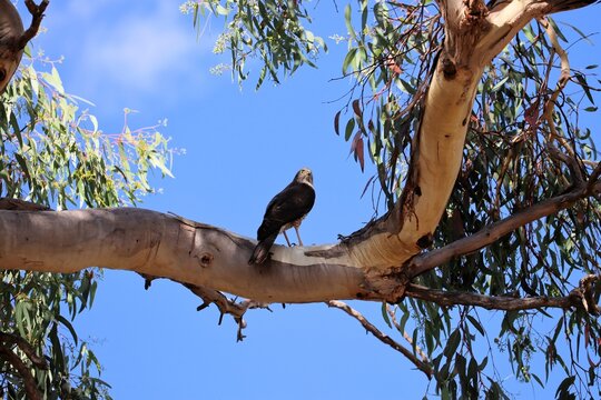 Brown Goshawk (Tachyspiza fasciata) pausing on eucalyptus branch during hunt, South Australia