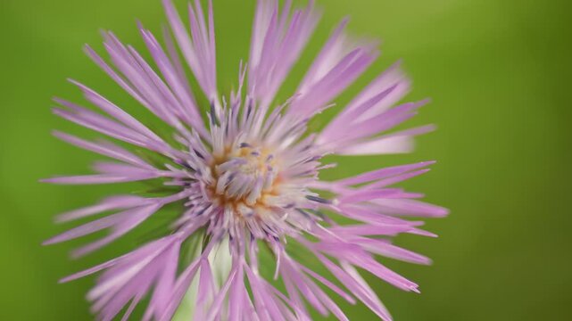 Purple stokes' aster flower swaying in the wind