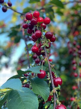 Red sour cherries - Morels 
