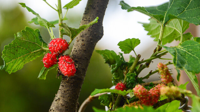a raw green and red mulberry on tree