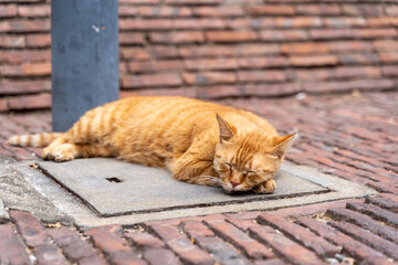 Fototapeta premium Sleeping orange tabby cat on stone pavement