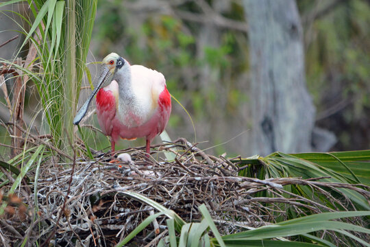 At the Orlando Wetlands in Christmas, Florida, an adult rosette spoonbill stands in her nest in a palm tree, with a chick's head rising slightly above it. 