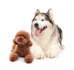 Fototapeta premium Cute fluffy dogs on white background. Adorable pet