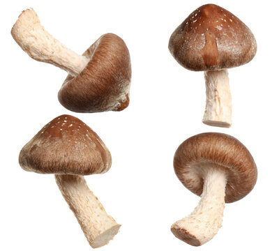 Fresh shiitake mushrooms isolated on white, collage