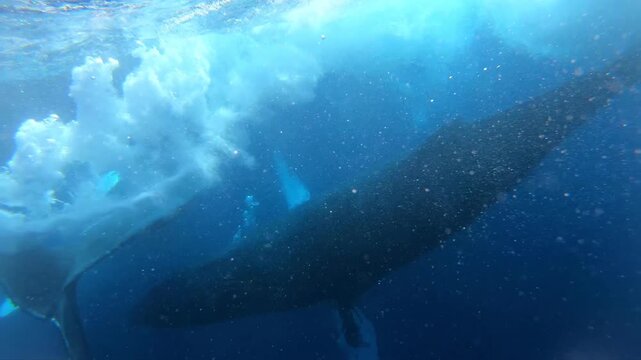 A Humpback Whale slaps its tail powerfully underwater, creating a burst of bubbles in the clear blue ocean during the day. This action is powerful and creates a mesmerizing display.