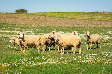 Obraz premium Curious glances: detail of merino sheep in a traditional livestock environment during spring.