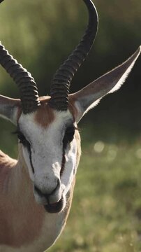 Springbok resting on dry ground in Namibia. African antelopes lying together in the warm savanna landscape, calm wildlife scene showing animals relaxing in their natural habitat under soft sunlight.
