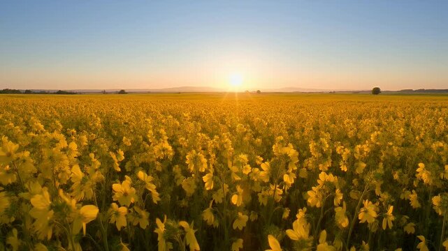 Expansive yellow flower field bathed in golden sunrise light under a serene sky