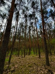 Obraz premium trees in the forest