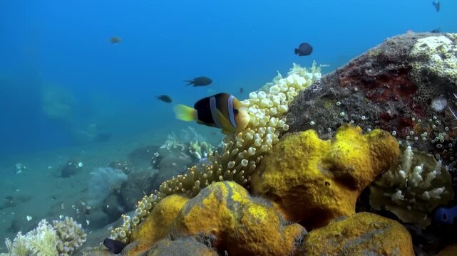 Observe a radiant clownfish as it elegantly dances within the embrace of its symbiotic Anemone home, amidst a coral reef. Witness this stunning display of marine life.
