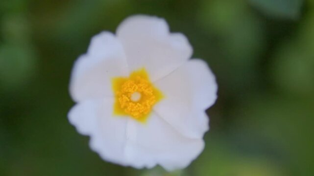 White montpelier cistus flower swaying gently