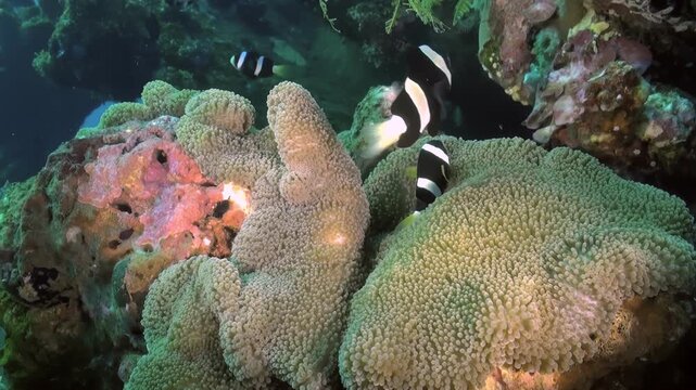A radiant Saddleback Clownfish cavorts around a bulbous Anemone in its Pacific Ocean home. Watch as this creature seeks shelter within the swaying tentacles, creating a dance of symbiotic life.
