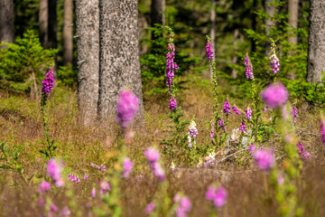 Wild purple foxgloves blooming in a sunny forest clearing with trees © FelixB