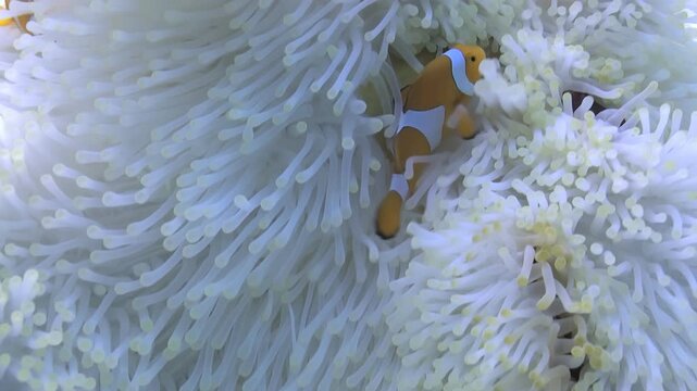 Beneath the shimmering surface, a vibrant clownfish playfully darts among the swaying tentacles of its pearly-white anemone, seeking refuge and sustenance on a sunny day.