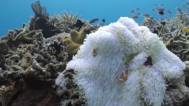 In the crystal-clear waters of the Pacific Ocean, a lively group of Clownfish seeks refuge within the ethereal embrace of a bleached white Anemone. Small fish swim around.