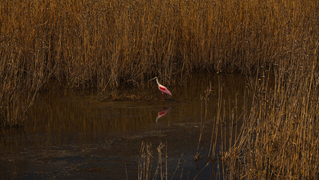 A roseate spoonbill searching for food in the wetlands