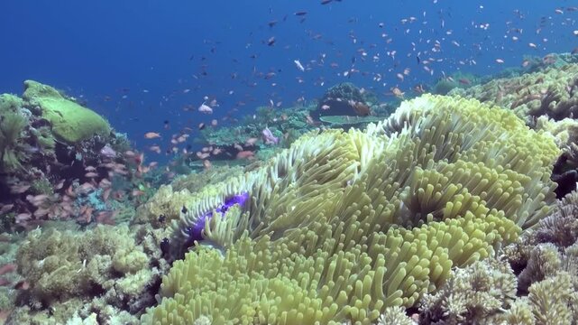 Schools of radiant fish swim around a vibrant green anemone. Orange and white clownfish seek refuge in its flowing tentacles. A sunny afternoon on a thriving coral reef.