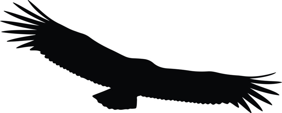 Silhouette flying eagle bird raptor soaring graceful wings predator vector design