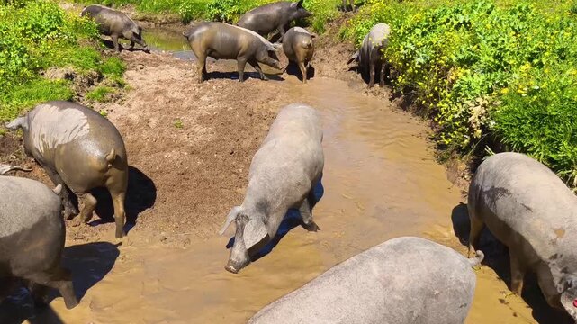 Cerdos felices en el barro. Ecol&oacute;gico y sostenible saludable