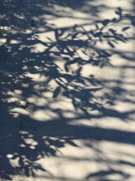 Dappled tree branch shadows cast across a concrete platform surface in soft sunlight