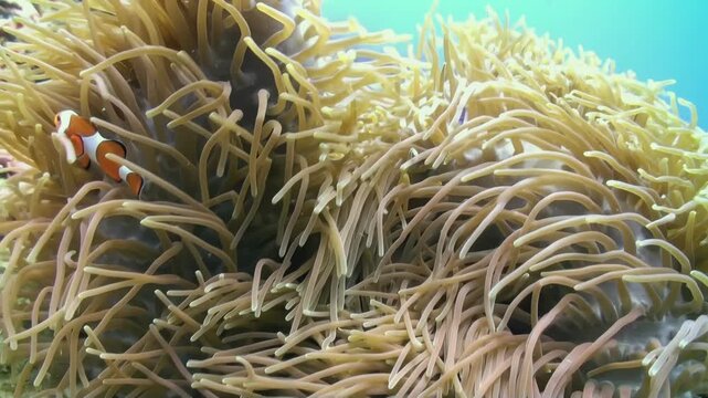 Marvel at a vibrant Clownfish nestled safely within its anemone home. Observe the symbiotic dance in the warm, turquoise waters of the Great Barrier Reef.