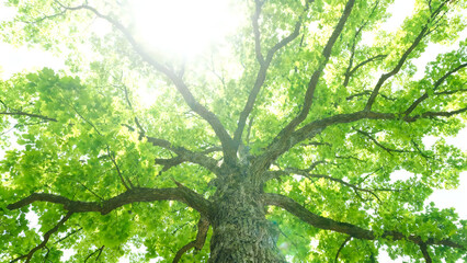 Fototapeta premium Large green oak tree with sprawling branches against bright sky in summer outdoor nature scene