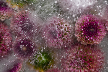 Fototapeta premium Close up of Dottie Micro Poms Chrysanthemum Flowers