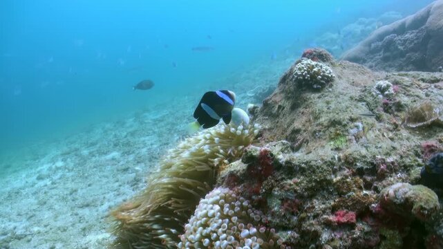 Observe a striking Clark's Clownfish nestled within its swaying anemone sanctuary. Various fishes swim in the background. This underwater tableau unfolds in the shimmering light of day.