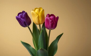 Obraz premium Vibrant tulips in purple yellow and pink bloom against a warm beige