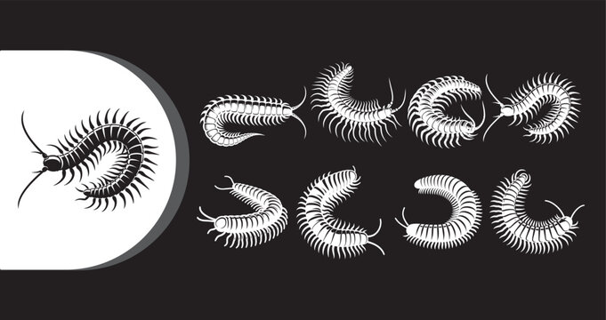 A black and white illustration of various centipede poses on a dark background
