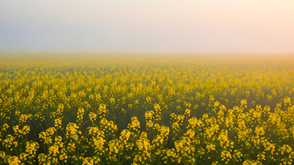 Obraz premium Vast Field of Yellow Flowers in Soft Morning Light