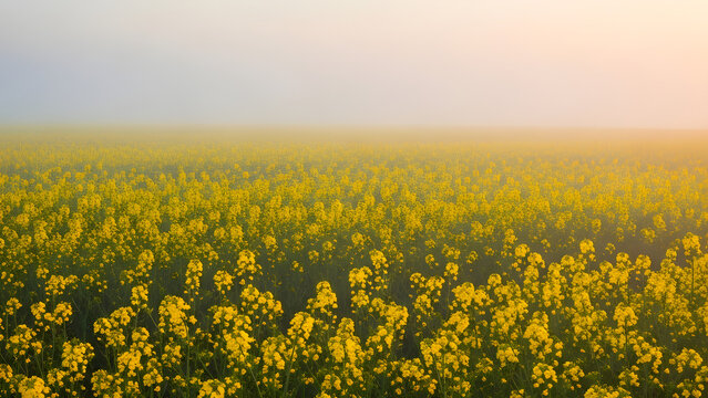 Vast Field of Yellow Flowers in Soft Morning Light