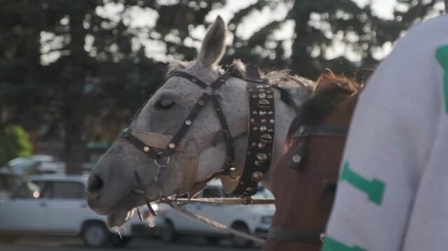 Horse Pulling a Traditional Cart