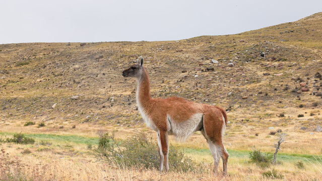 a close side on shot of a guanaco standing and looking around at torres del paine national park in patagonia, chile