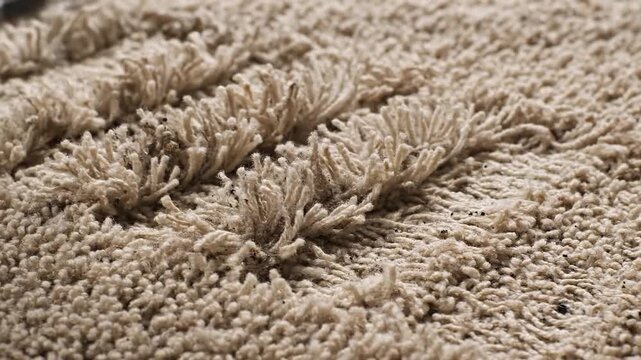 Close Up Vacuum Cleaner At Work On Beige Carpet.