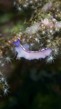 An underwater look at a beautiful nudibranch, with a distinctive blue head, gently moving across a coral formation covered in small, white, star-like hydroids in Anilao, Philippines.