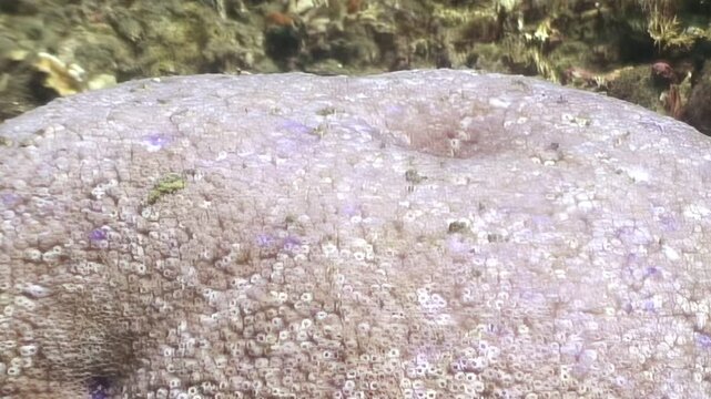 A large, pale coral head rests on the seabed, its textured surface a mosaic of small, bumpy polyps. Glimpse the subtle violet hues amidst its intricate structure, thriving peacefully underwater by day