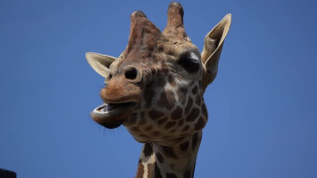 A close-up video of a giraffe's face filmed at 60 fps.
