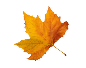 Fototapeta premium Bright golden orange maple leaf isolated on white background with visible veins and stem, autumn nature element, fall season symbol, perfect for seasonal design and copy space