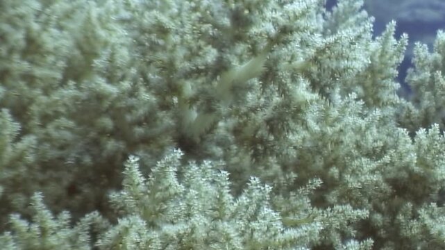 Witness the expansive beauty of a soft white coral colony flourishing in the tranquil depths of the ocean. Each intricate polyp glows, painting an ethereal underwater landscape during daylight hours.
