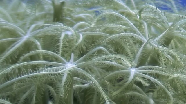 Numerous white feather stars gently sway with ocean currents, forming a living carpet on the seabed. Their delicate arms undulate under clear blue water during midday.